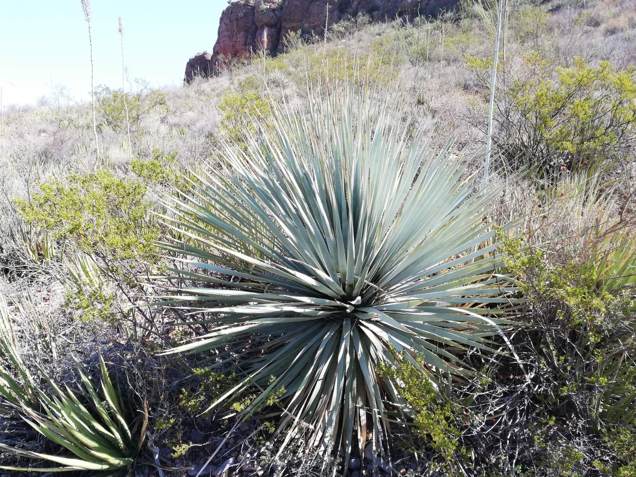 Dasylirion cedrosanum